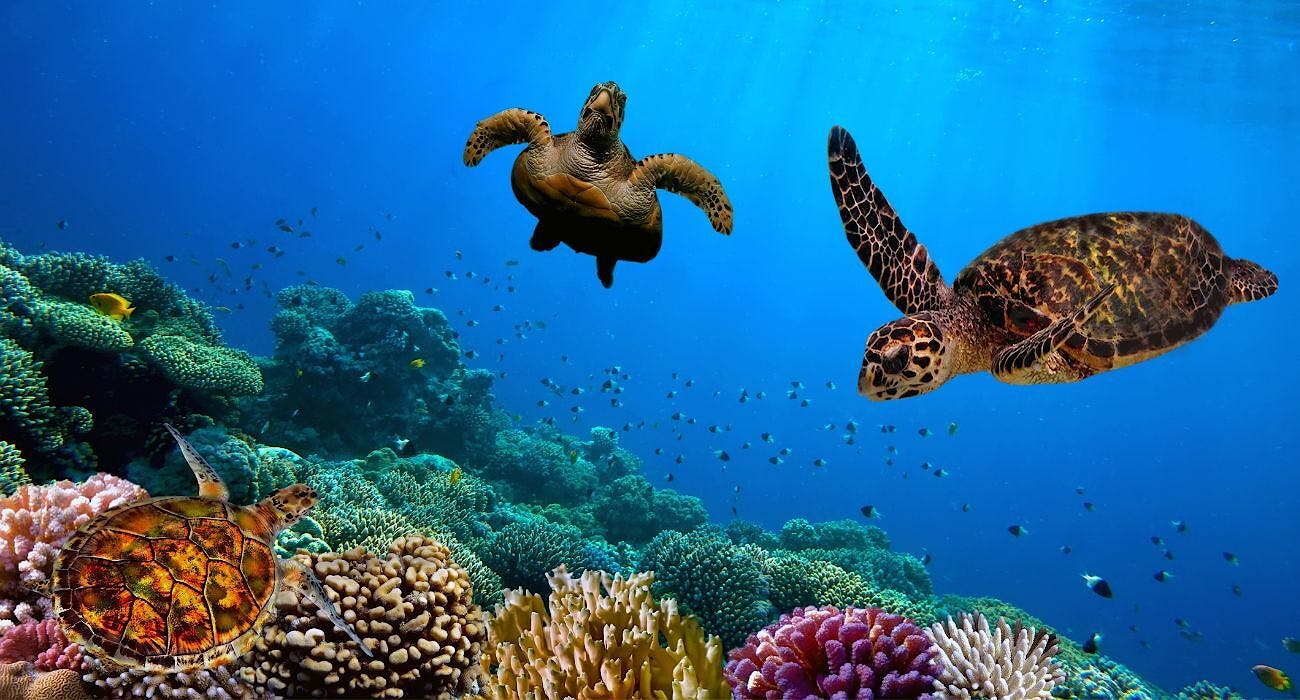 Turtles